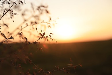 Photo of Beautiful plant outdoors at sunset, closeup. Space for text