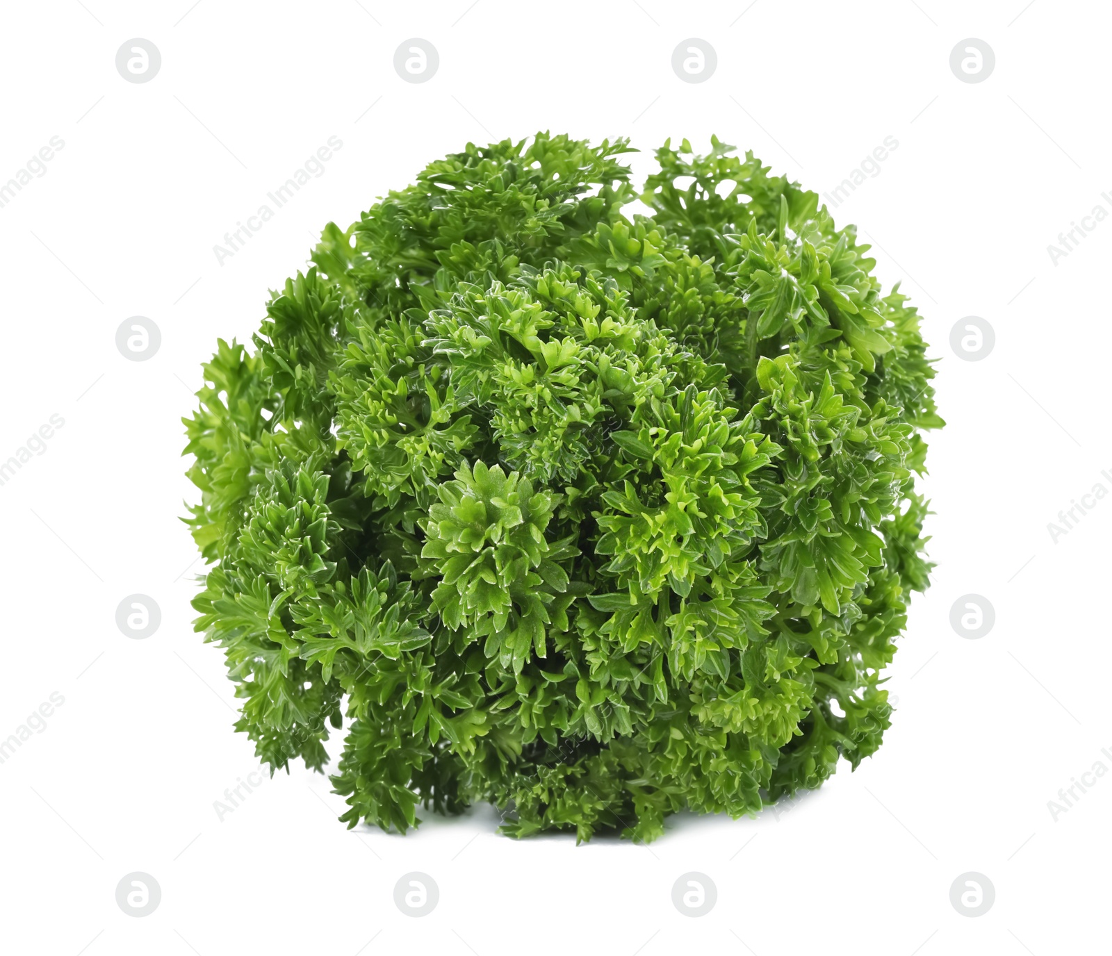 Photo of Bunch of fresh green parsley on white background