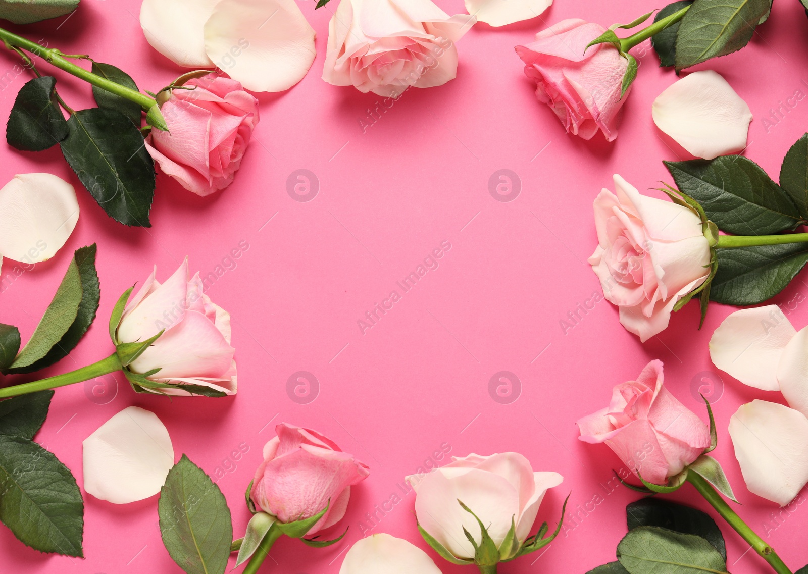 Photo of Frame of beautiful roses and petals on pink background, top view. Space for text