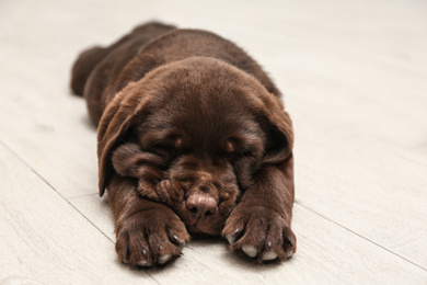 Photo of Cute Labrador puppy sleeping on wooden floor. Friendly dog