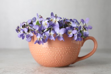 Photo of Beautiful wood violets in cup on light table. Spring flowers