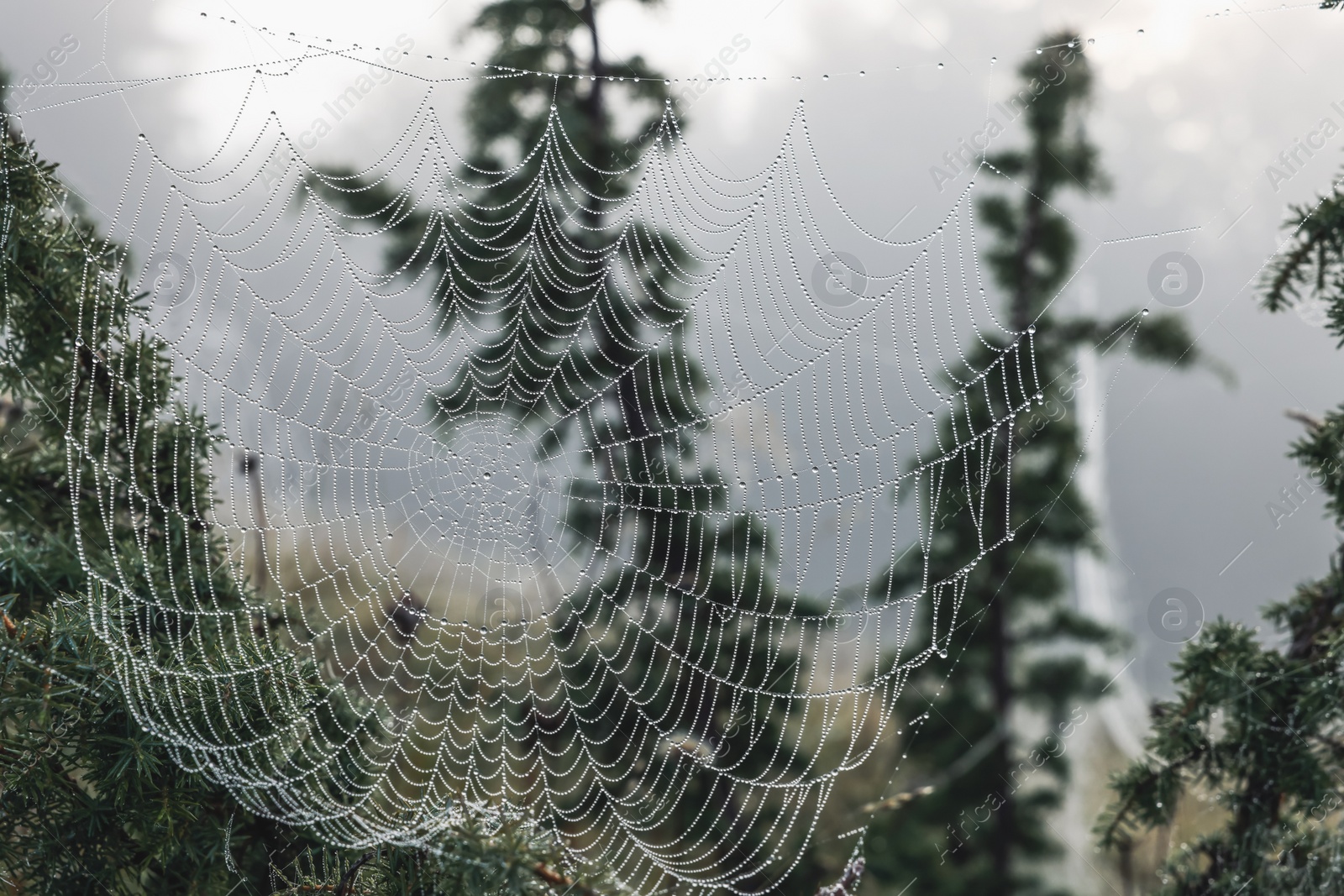 Photo of Closeup view of cobweb with dew drops on plants outdoors