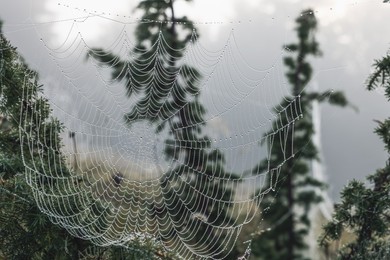 Closeup view of cobweb with dew drops on plants outdoors