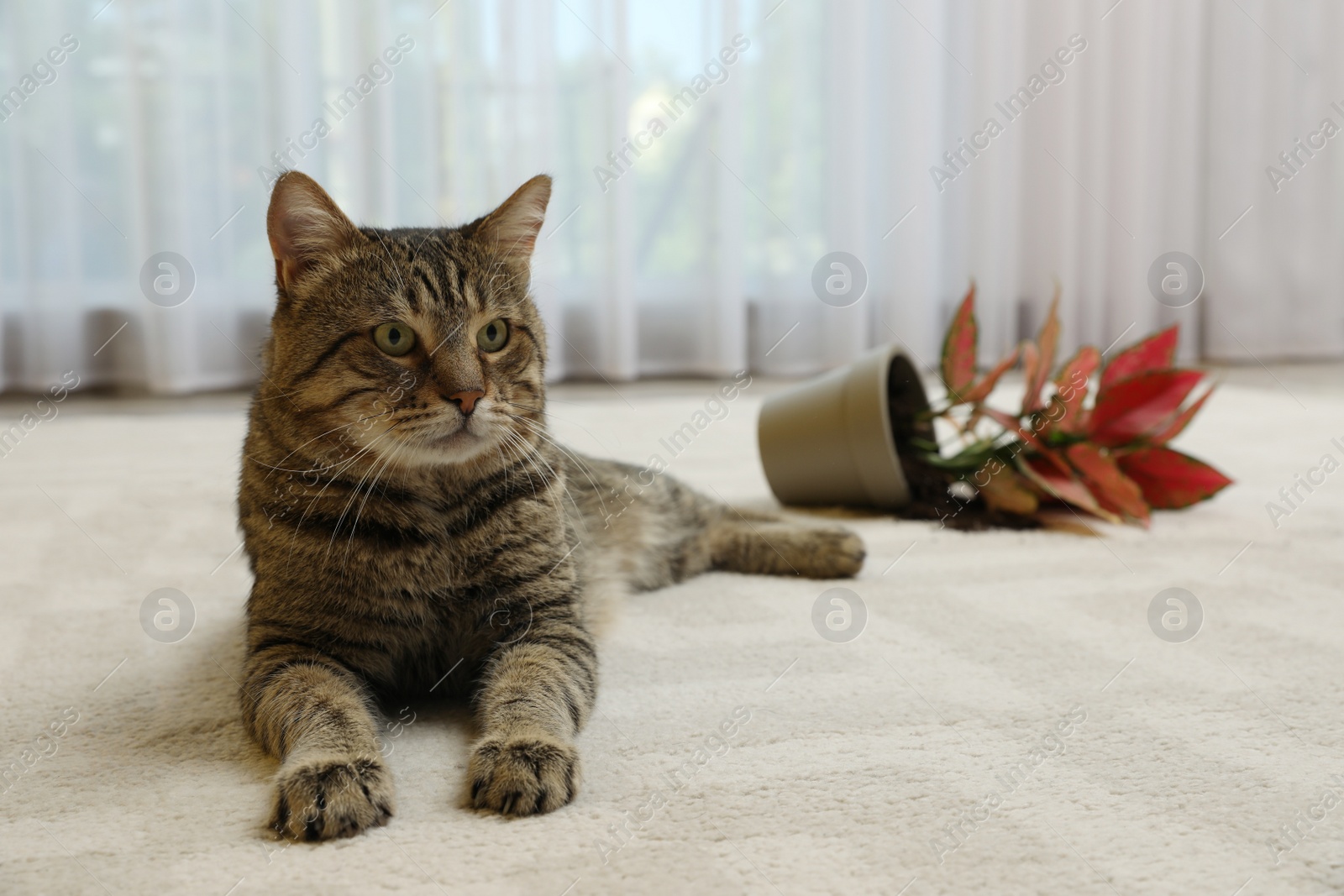 Photo of Mischievous cat near overturned houseplant on carpet indoors