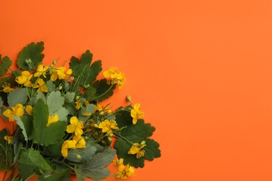 Photo of Celandine with beautiful yellow flowers on orange background, flat lay. Space for text