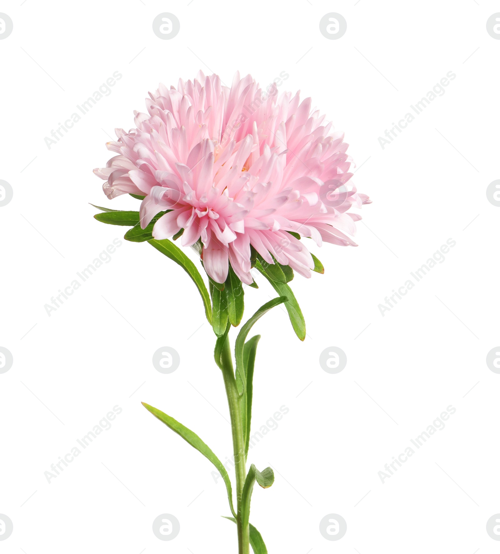 Photo of Beautiful bright aster flower on white background