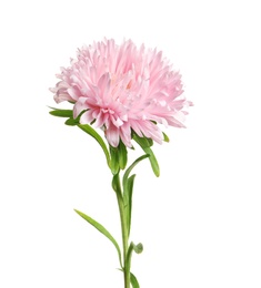 Photo of Beautiful bright aster flower on white background