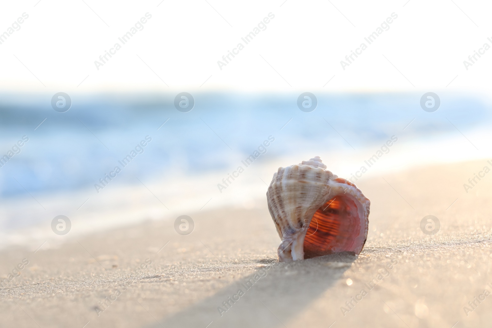 Photo of Sandy beach with beautiful seashell on sunny day. Space for text