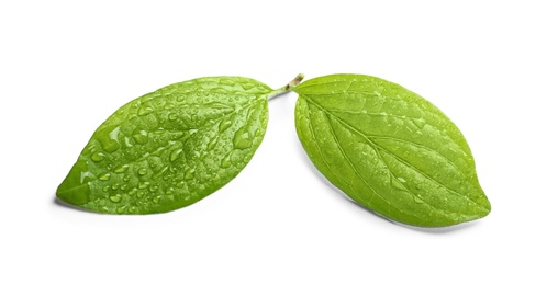 Green leaves with dew on white background