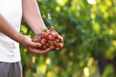 Photo of Man holding bunch of fresh ripe juicy grapes outdoors, closeup