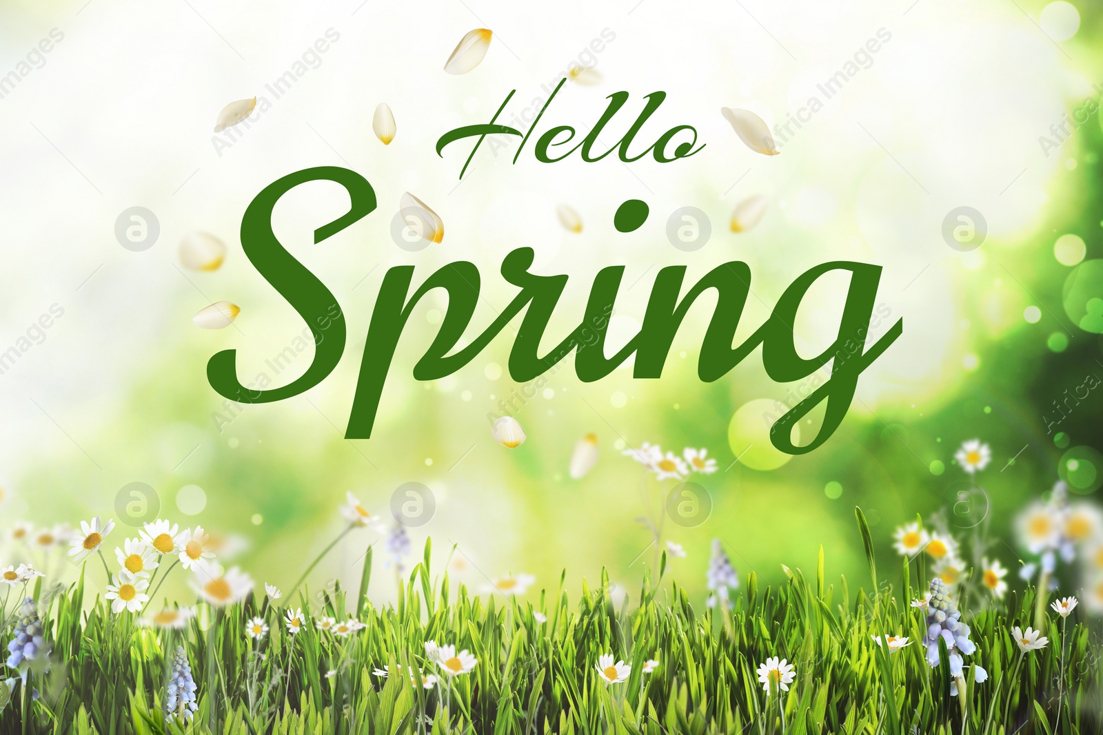 Image of Hello Spring card design with beautiful flowers and green meadow