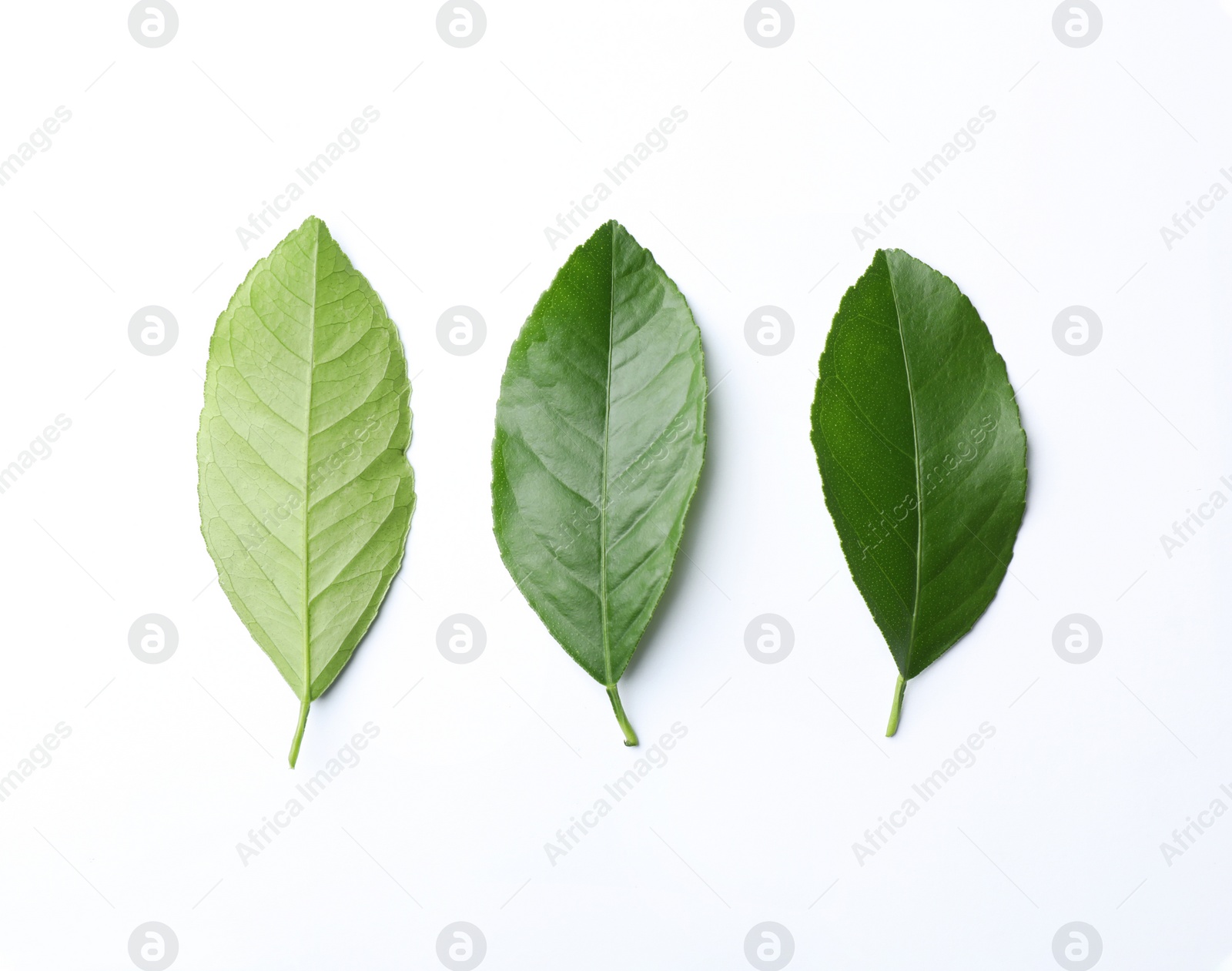 Photo of Fresh green citrus leaves on white background, top view