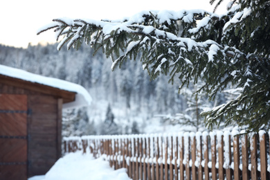 Photo of Fir tree branches covered with snow on winter day