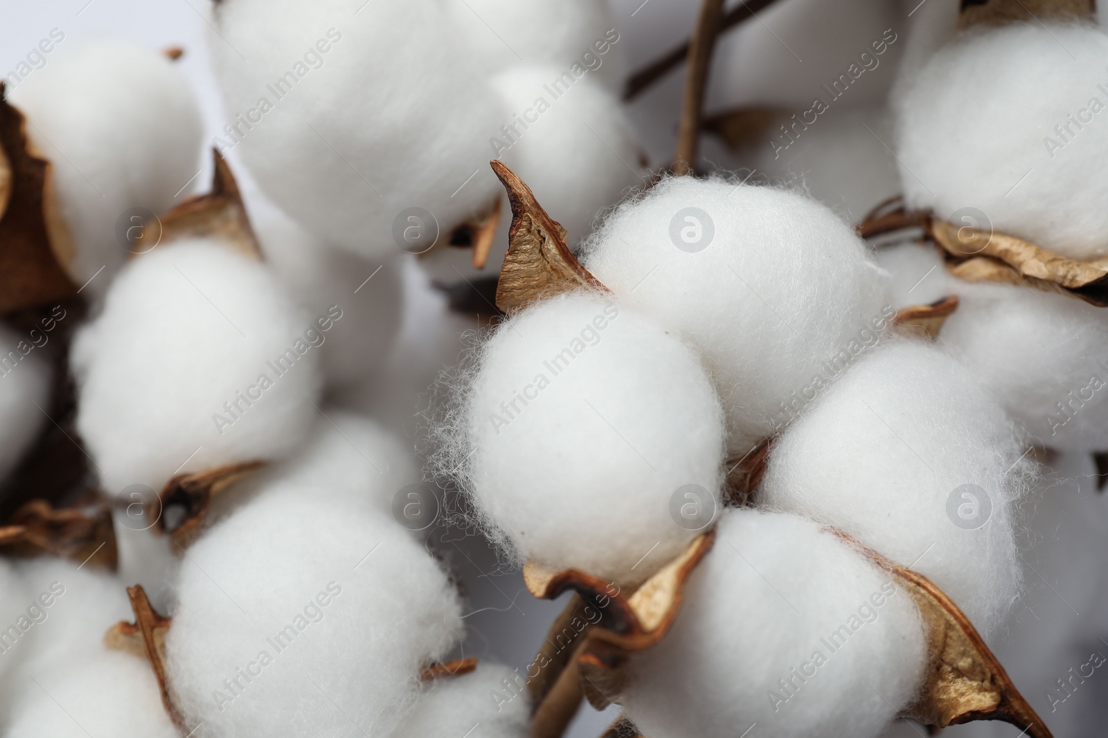 Photo of Fluffy cotton flowers on white background, closeup