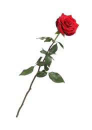 Photo of Beautiful fresh red rose isolated on white