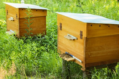 Photo of Beautiful yellow wooden beehives at outdoor apiary