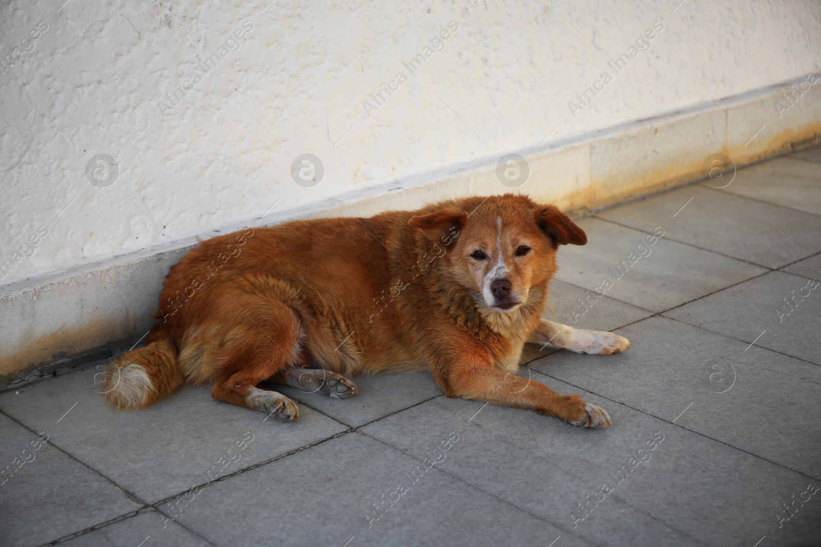 Photo of Lonely stray dog near white wall outdoors. Homeless pet