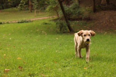 Photo of Cute Labrador Retriever puppy with ball running on green grass in park, space for text