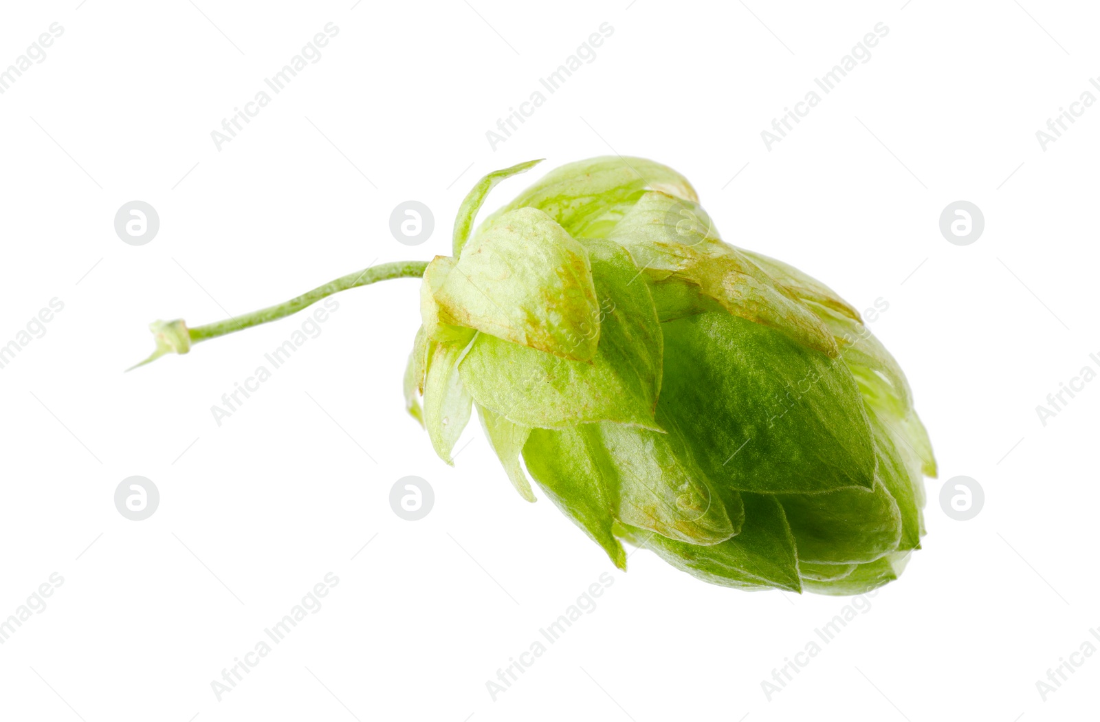 Photo of Fresh green hop flower isolated on white