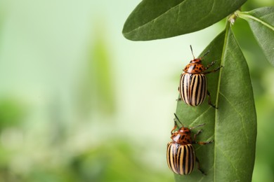 Colorado potato beetles on green leaf against blurred background, closeup. Space for text