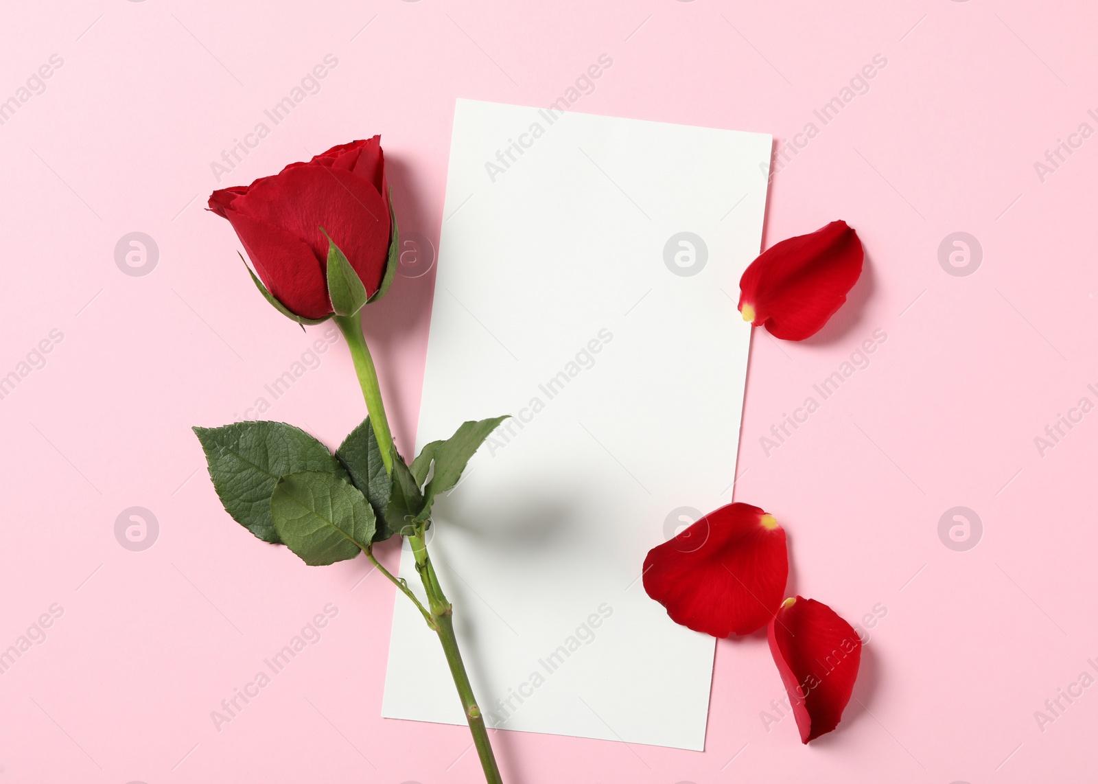 Photo of Blank greeting card, rose and petals on pink background, flat lay. Valentine's day celebration