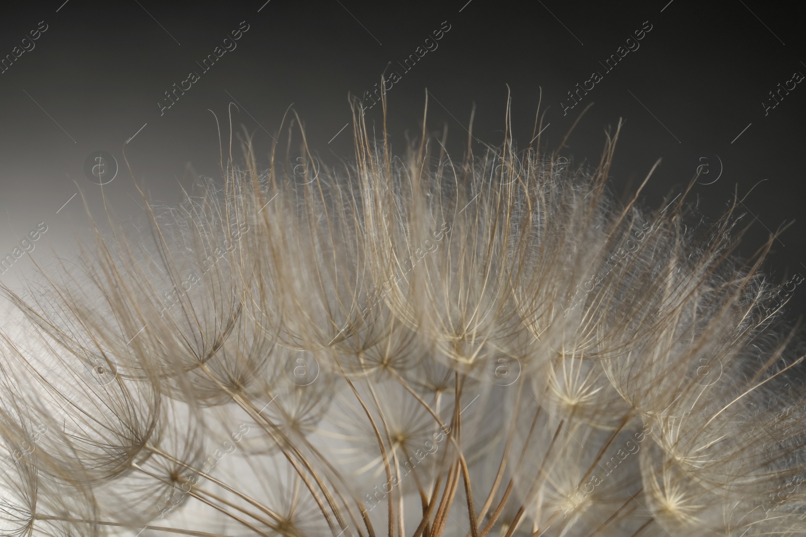 Photo of Beautiful fluffy dandelion flower on color background, closeup