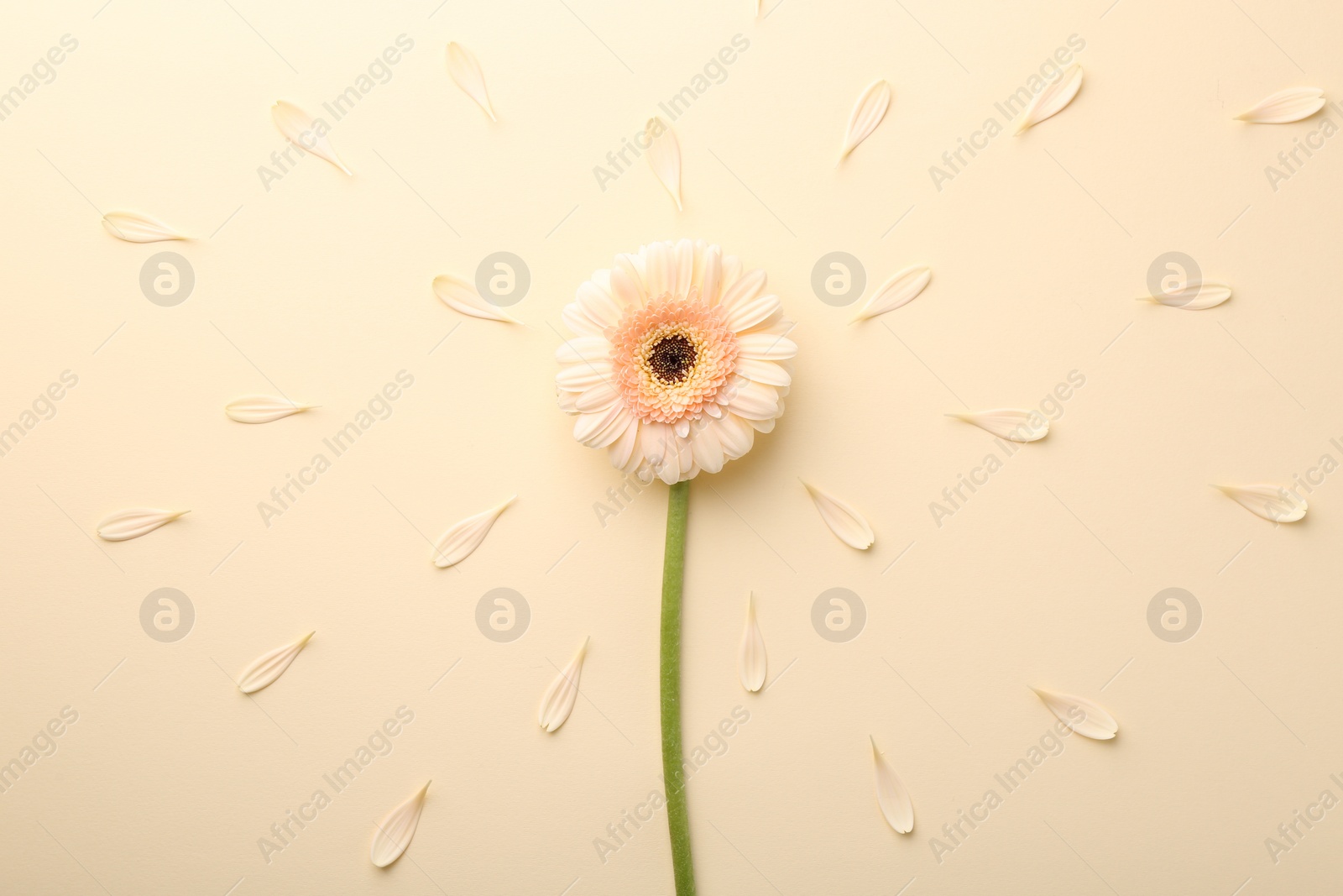 Photo of Beautiful gerbera flower and petals on beige background, top view