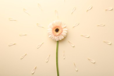 Photo of Beautiful gerbera flower and petals on beige background, top view