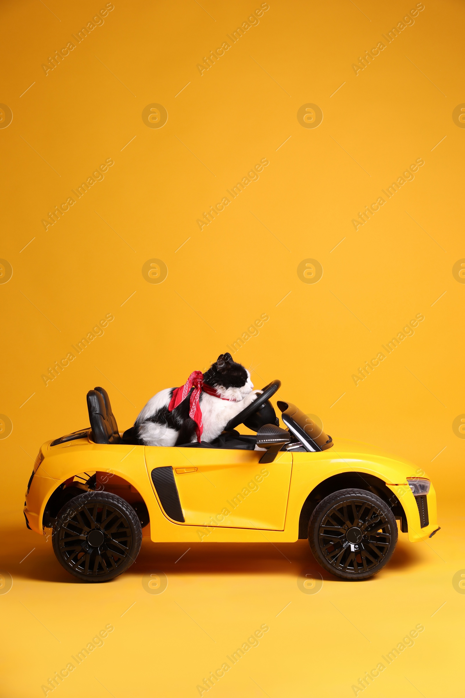 Photo of Adorable cat in toy car on yellow background