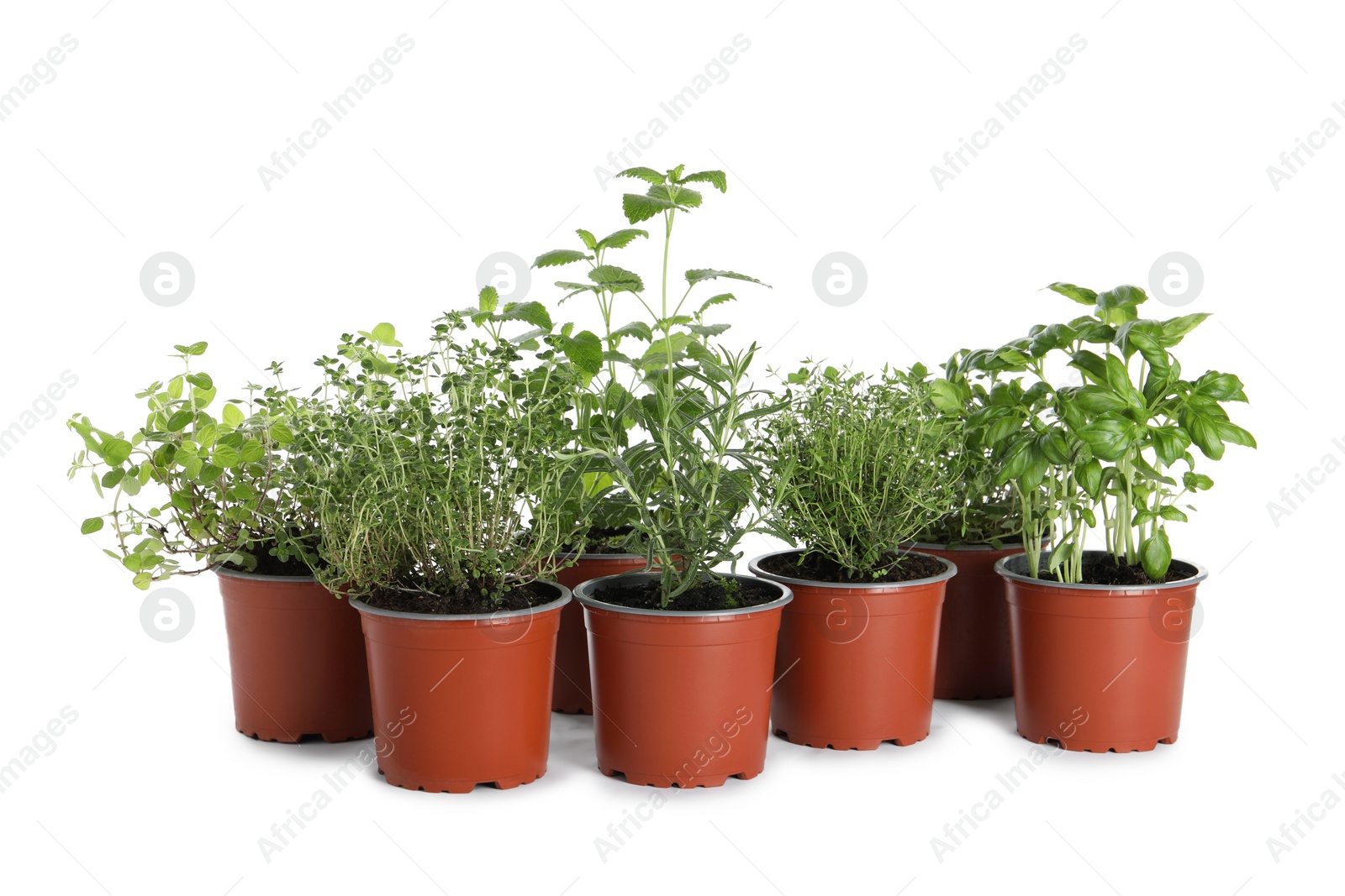 Photo of Different aromatic potted herbs isolated on white