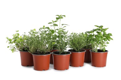 Photo of Different aromatic potted herbs isolated on white