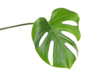 Photo of Green Monstera leaf on white background. Tropical plant