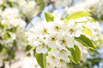 Closeup view of blossoming tree outdoors on sunny spring day