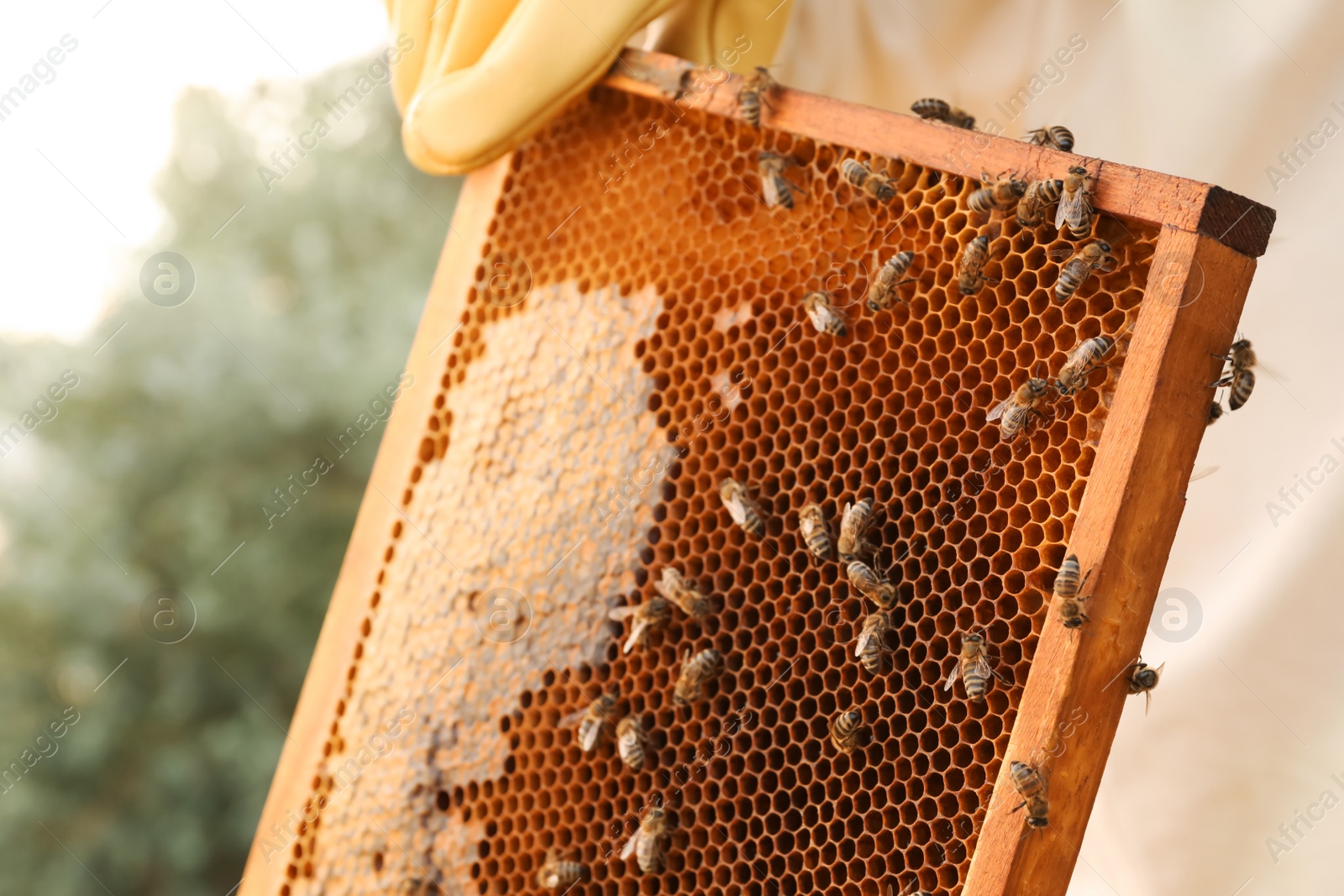 Photo of Beekeeper with honey frame at apiary, closeup