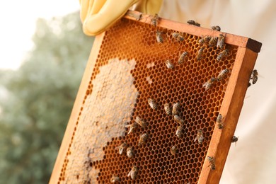 Beekeeper with honey frame at apiary, closeup