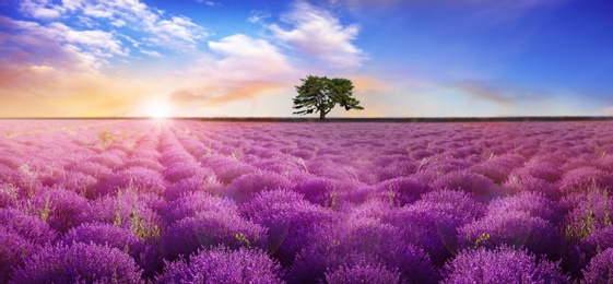 Image of Beautiful lavender field with single tree under amazing sky at sunrise. Banner design