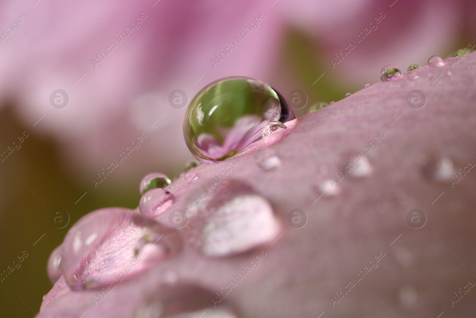 Photo of Beautiful flower with water drops, macro view