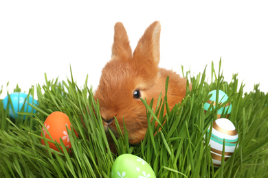 Adorable fluffy bunny with Easter eggs in green grass against white background