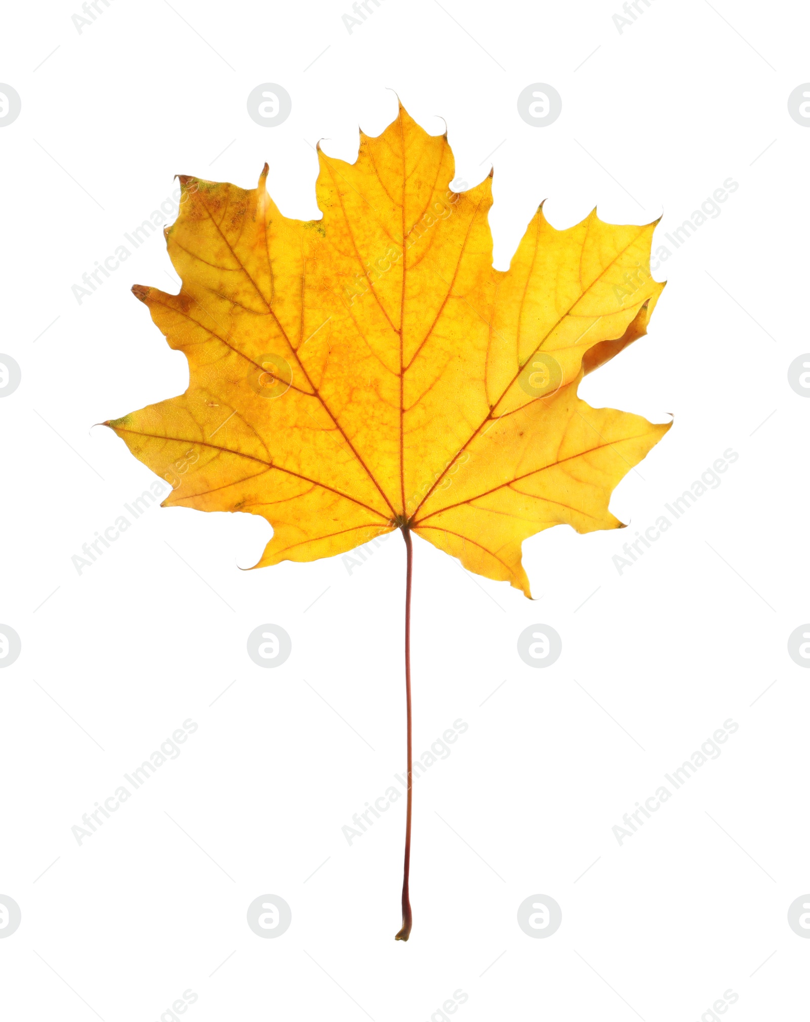 Photo of Beautiful autumn leaf on white background. Fall foliage