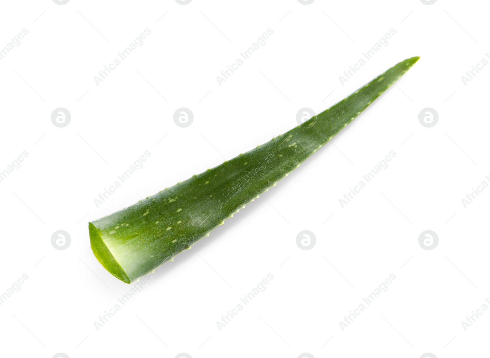 Photo of Green aloe vera leaf isolated on white