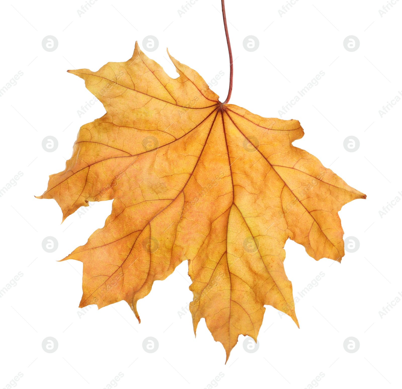 Photo of Beautiful autumn leaf on white background. Fall foliage