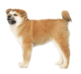 Cute Akita Inu puppy on white background. Baby animal