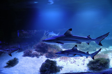 Photo of Large aquarium with sharks in oceanarium. Elasmobranch fish