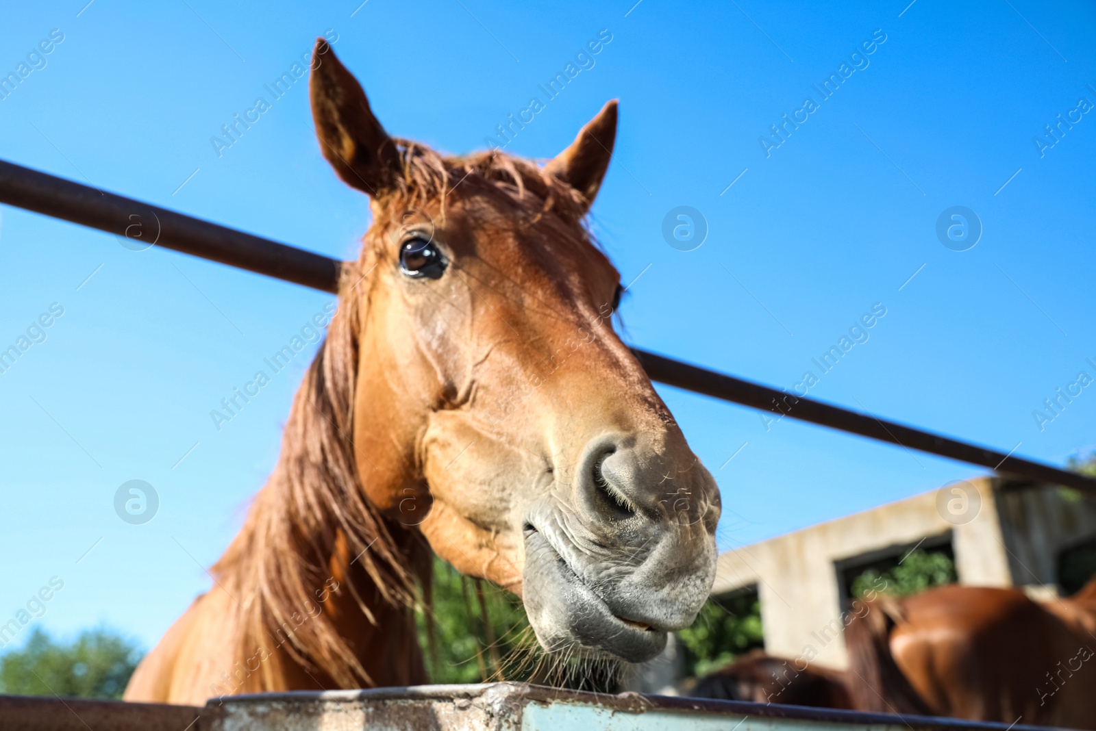 Photo of Chestnut horse at fence outdoors on sunny day, closeup. Beautiful pet