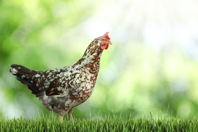 Beautiful chicken on fresh green grass outdoors, space for text 
