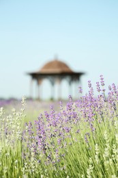 Beautiful blooming lavender growing in field, closeup. Space for text