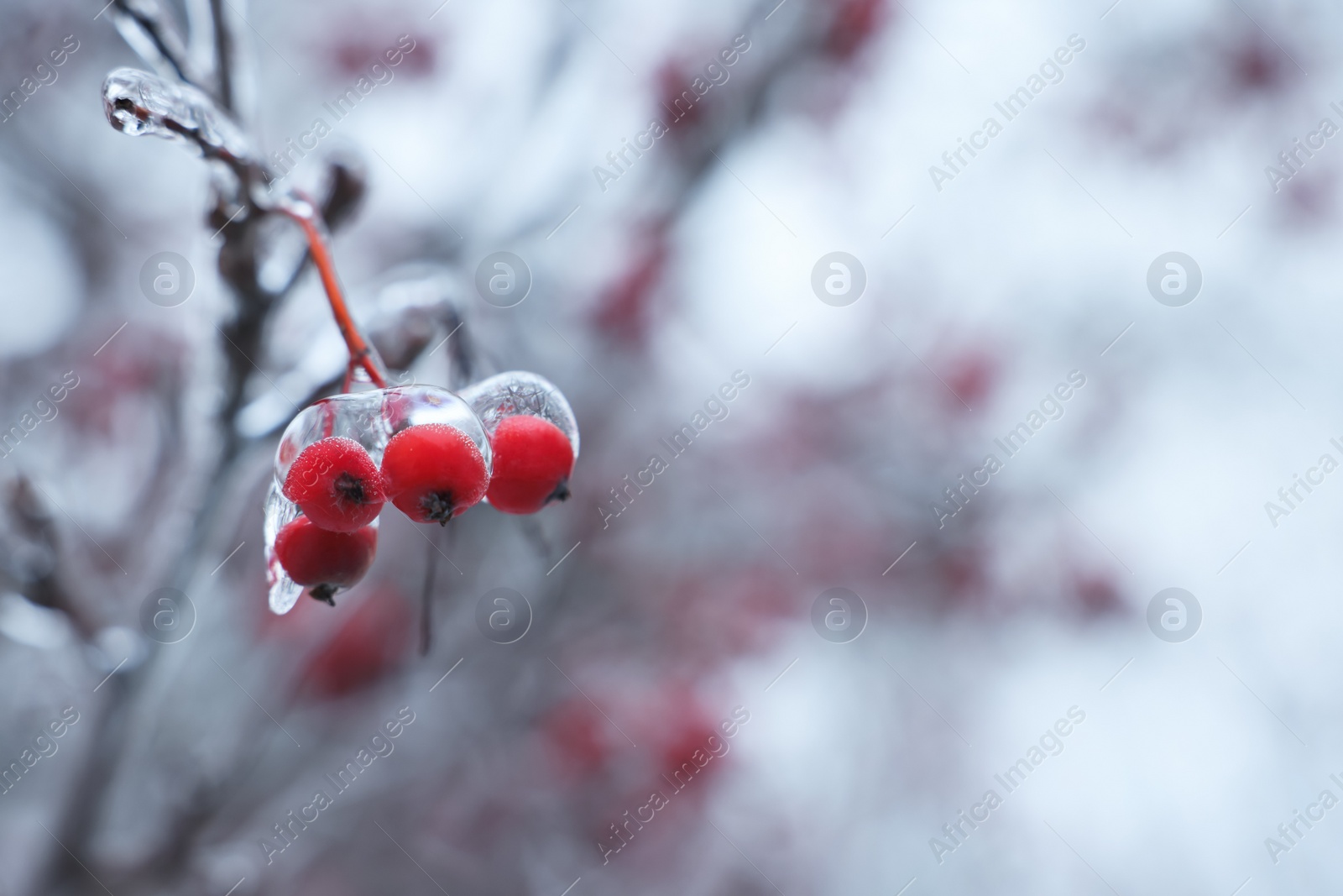 Photo of Tree with red berries in ice glaze outdoors on winter day, closeup. Space for text