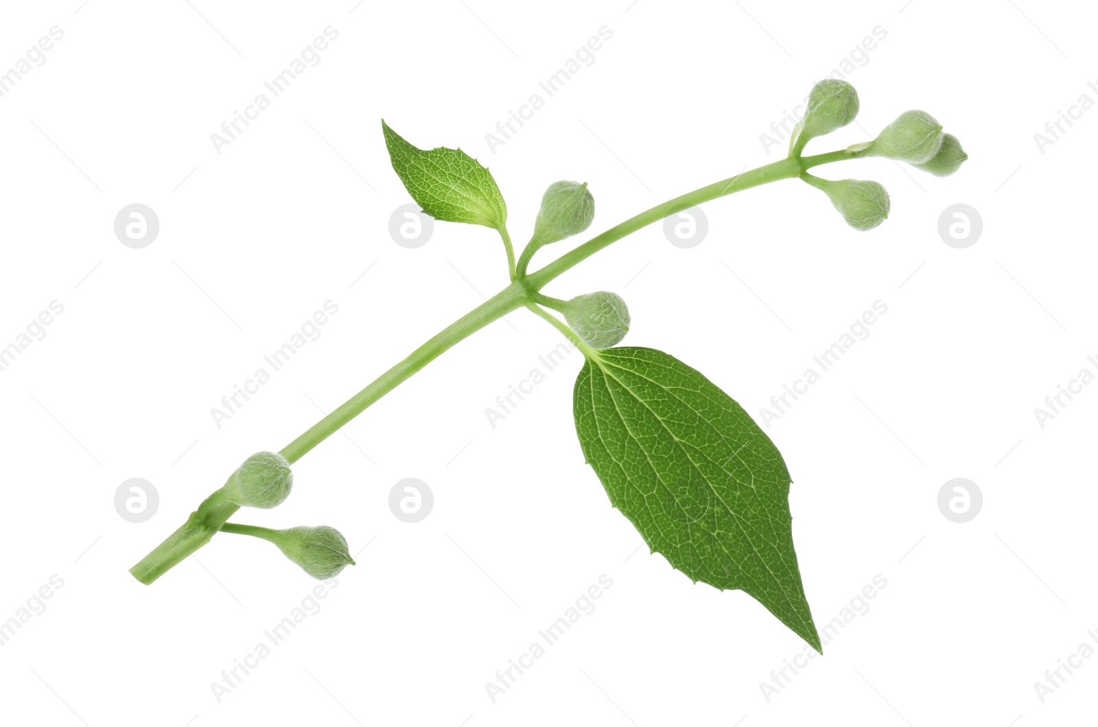 Photo of Jasmine branch with fresh green leaves and buds isolated on white