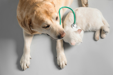 Photo of Cute Labrador dog with stethoscope as veterinarian and cat on grey background, above view