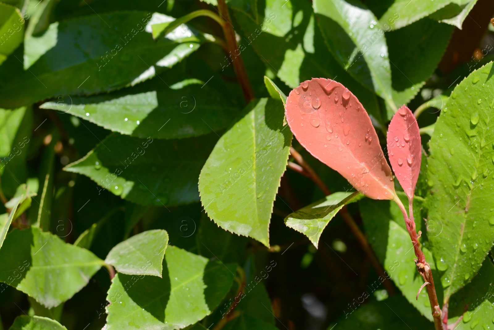 Photo of Closeup view of beautiful leaves with water drops, space for text